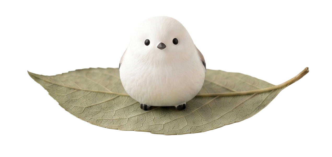 小白鳥